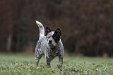 BOUVIER AUSTRALIEN 385